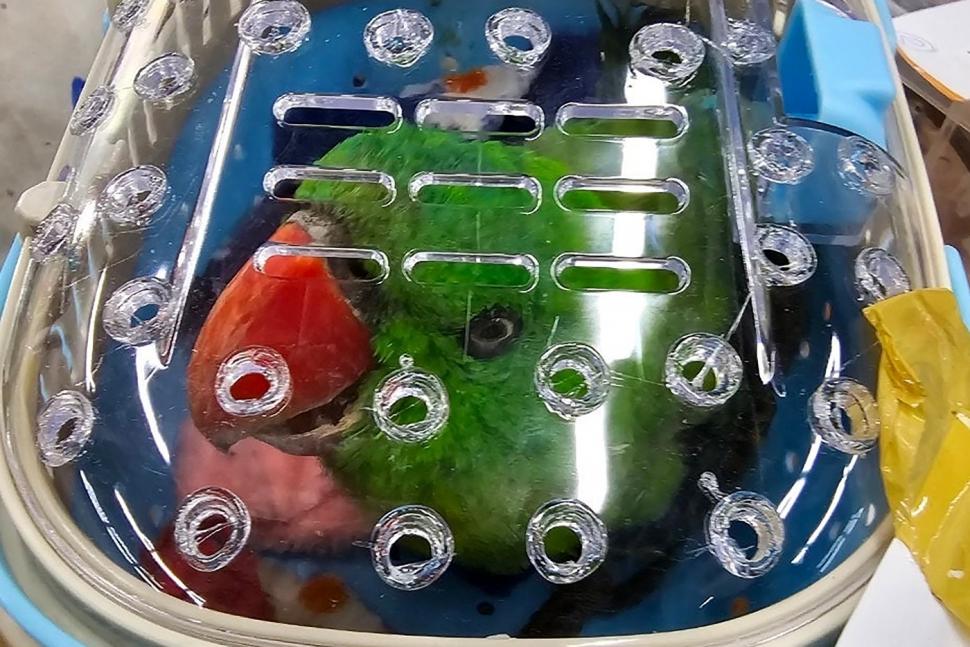 Descoperire șocantă într-un aeroport din Thailanda: 87 de animale exotice au fost găsite în bagaje, printre care și doi urși 890432