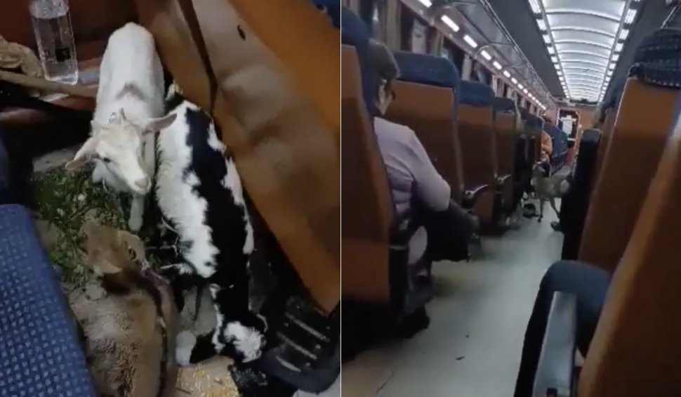Un bărbat și-a luat caprele și a plecat cu trenul, de la Deva la București. Ceilalți călători au suportat cu greu mirosul, timp de zece ore