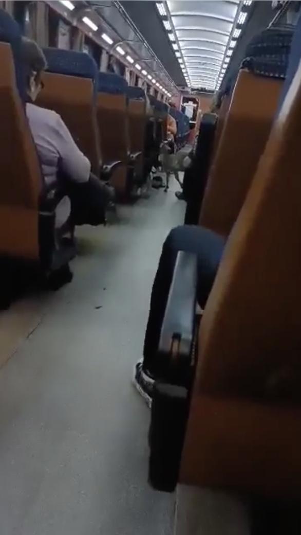 Un bărbat și-a luat caprele și a plecat cu trenul, de la Deva la București. Ceilalți călători au suportat cu greu mirosul, timp de zece ore 890658