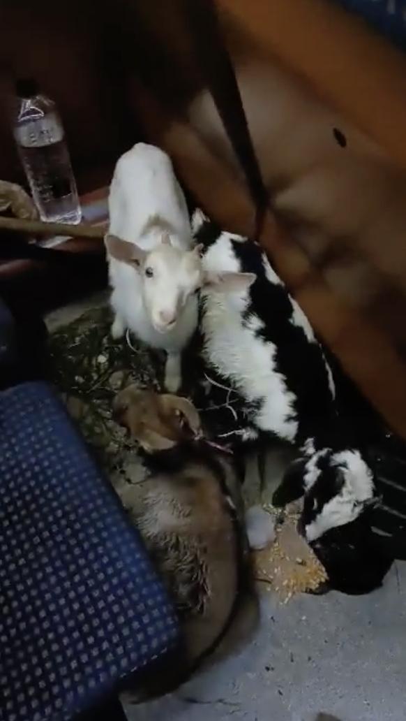 Un bărbat și-a luat caprele și a plecat cu trenul, de la Deva la București. Ceilalți călători au suportat cu greu mirosul, timp de zece ore 890659