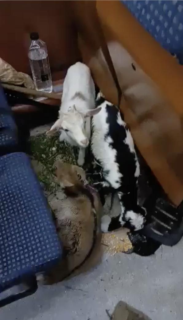 Un bărbat și-a luat caprele și a plecat cu trenul, de la Deva la București. Ceilalți călători au suportat cu greu mirosul, timp de zece ore 890661