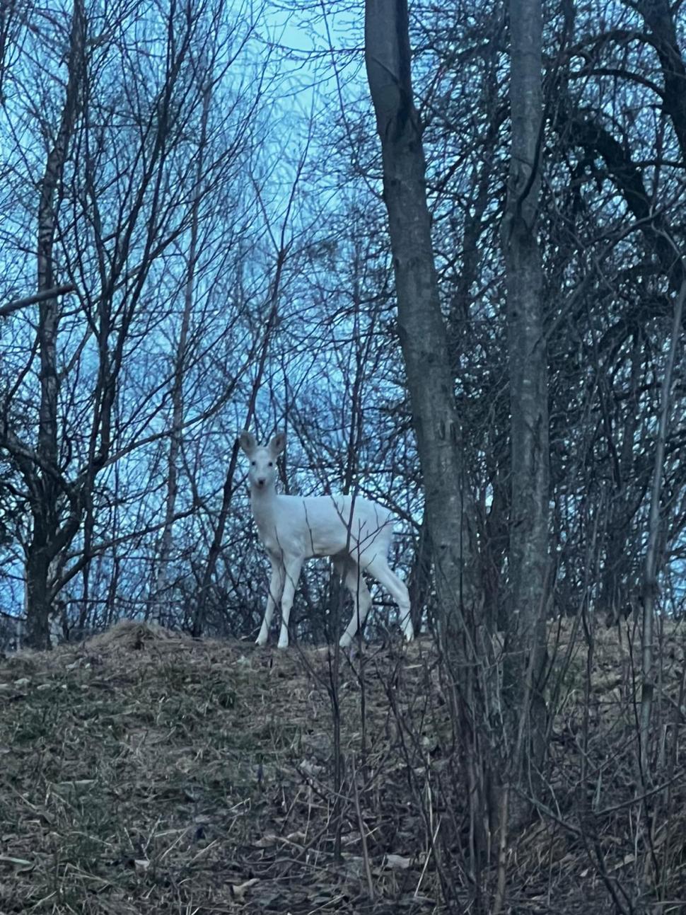 O căprioară albă a fost fotografiată de jandarmii montani, în zona Bran: "Astfel de întâlniri sunt remarcabile” 891045