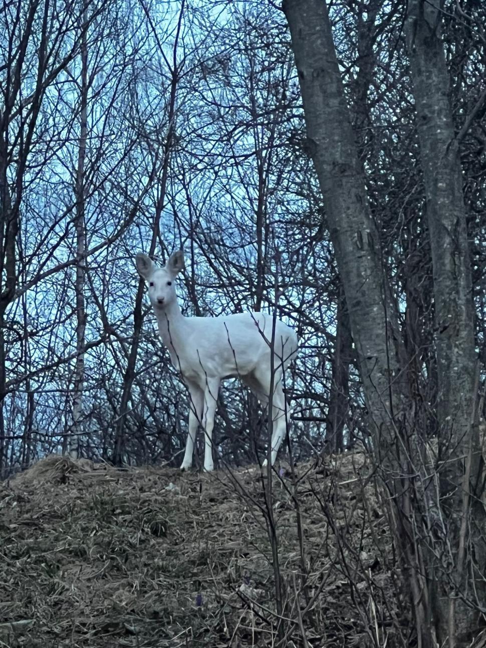 O căprioară albă a fost fotografiată de jandarmii montani, în zona Bran: "Astfel de întâlniri sunt remarcabile” 891047