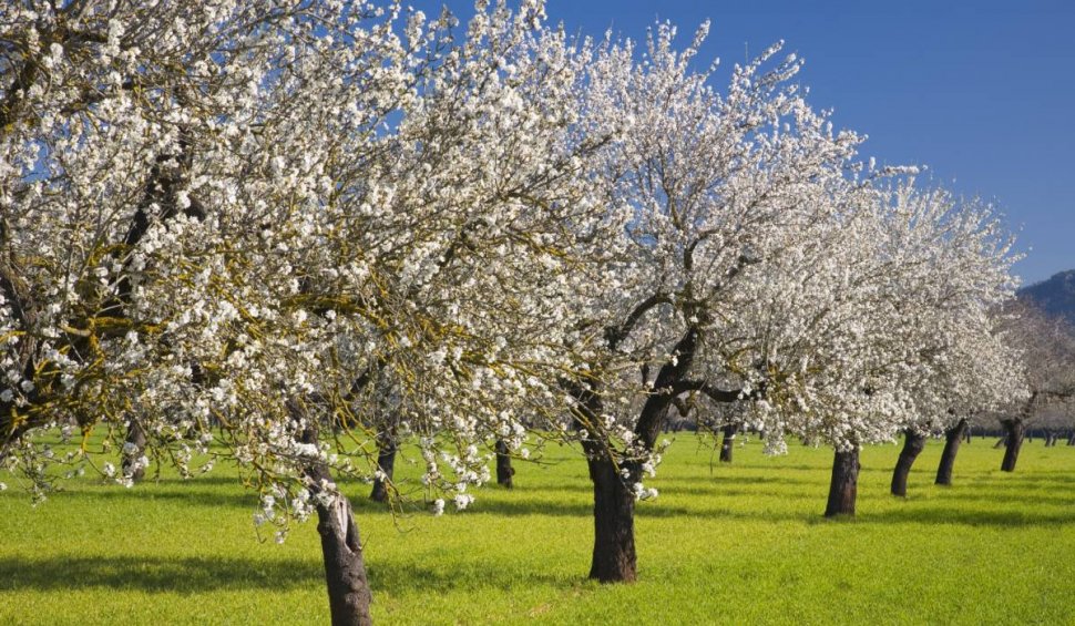 Cele mai bune soluții naturale cu care să stropești pomii primăvara pentru a avea o recoltă bogată tot anul