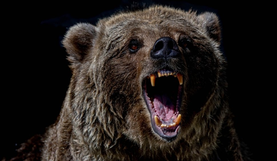 Mărturia unui bărbat care a scăpat din ghearele unui urs, în munţii Nemira: "Am început să urlăm din toți plămânii"
