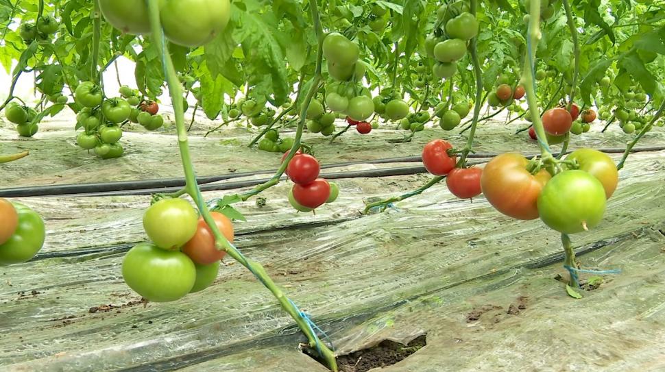 Primele roșii românești din acest an, în piețe. Prețul unui kilogram de tomate autohtone crescute în sol 891359