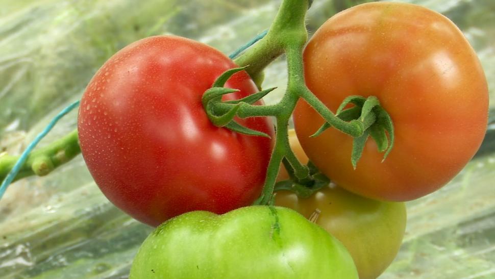 Primele roșii românești din acest an, în piețe. Prețul unui kilogram de tomate autohtone crescute în sol 891361