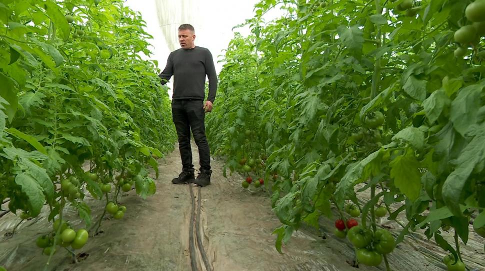 Primele roșii românești din acest an, în piețe. Prețul unui kilogram de tomate autohtone crescute în sol 891367