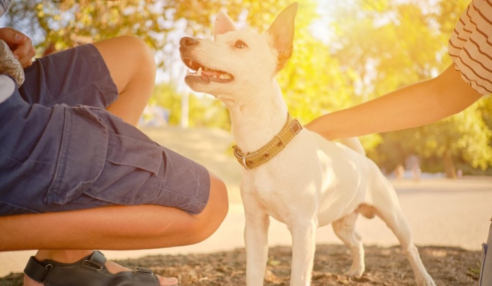 Câinii ne scapă de stres și ne ajută să ne concentrăm. Beneficii majore pentru sănătate pentru oamenii care au căței, descoperite de cercetători