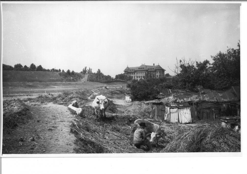 Locul din centrul Bucureștiului unde, acum 50 de ani, pășteau oi și vaci: "Foarte interesante pozele!" 891747