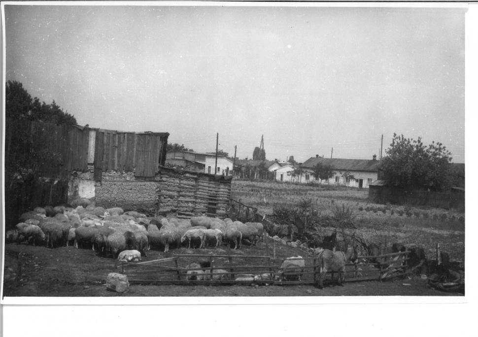 Locul din centrul Bucureștiului unde, acum 50 de ani, pășteau oi și vaci: "Foarte interesante pozele!" 891759