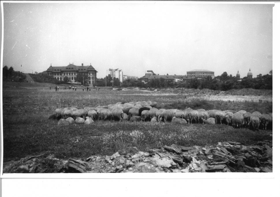 Locul din centrul Bucureștiului unde, acum 50 de ani, pășteau oi și vaci: "Foarte interesante pozele!" 891761