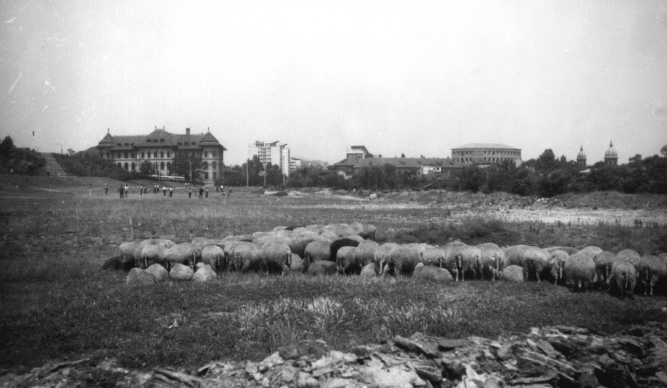 Locul din centrul Bucureștiului unde, acum 50 de ani, pășteau oi și vaci: "Foarte interesante pozele!"