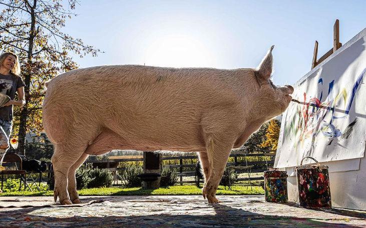 Pigcasso, purcica pictor, a murit: "Viaţa ei a făcut o diferenţă în lume" 892258