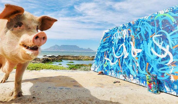 Pigcasso, purcica pictor, a murit: "Viaţa ei a făcut o diferenţă în lume" 892263