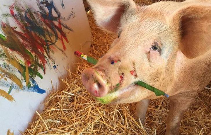 Pigcasso, purcica pictor, a murit: "Viaţa ei a făcut o diferenţă în lume" 892264