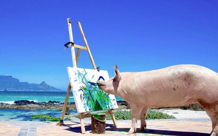 Pigcasso, purcica pictor, a murit: "Viaţa ei a făcut o diferenţă în lume" 892265