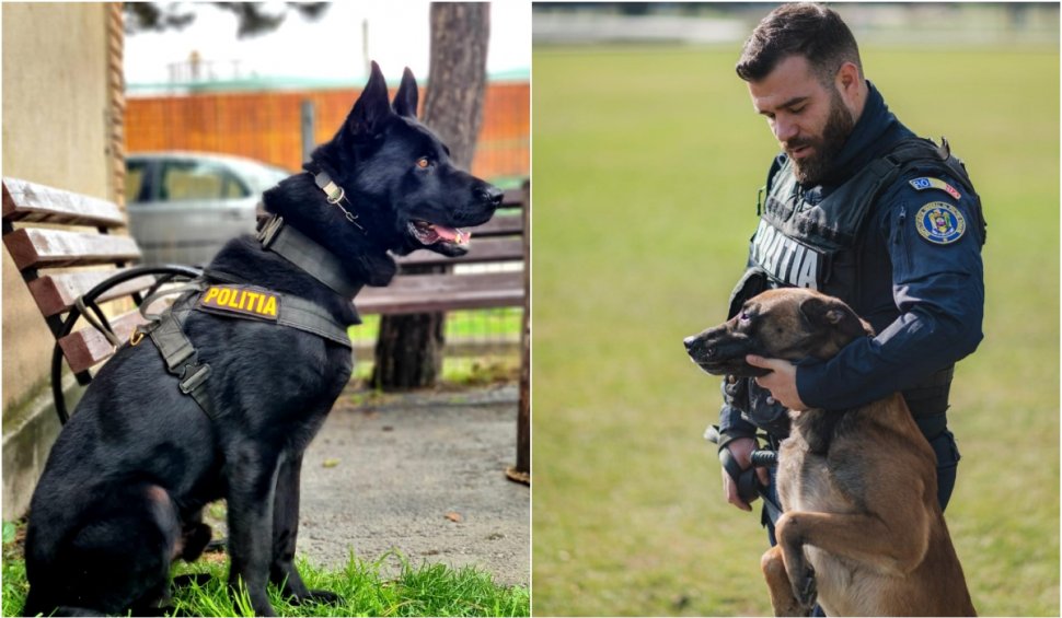 Poliţia Română scoate la concurs 60 de posturi de agent şi conductor de câini. Condiţiile cerute pentru înscriere | "Este esențial să îți iubești partenerul patruped"