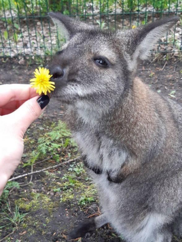 Ucrainenii ar fi ucis-o pe Grandi, vedeta grădinii zoologice din Belgorod. "Autopsia va stabili dacă femela cangur era însărcinată" 892787