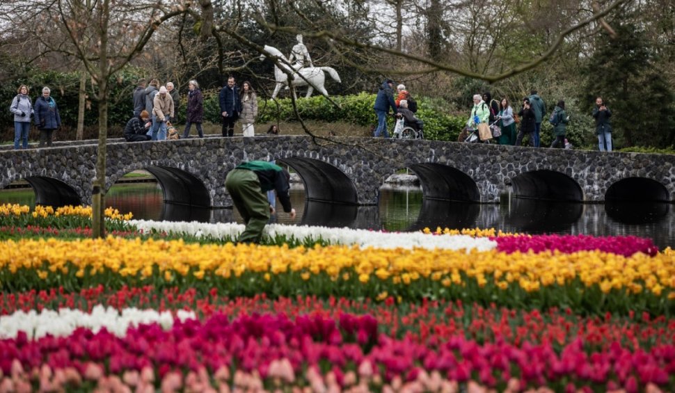 Cea mai mare grădină de lalele din lume, deschisă la aniversarea a 75 de ani de existenţă. Imagini din Parcul Keukenhof cu milioane de flori