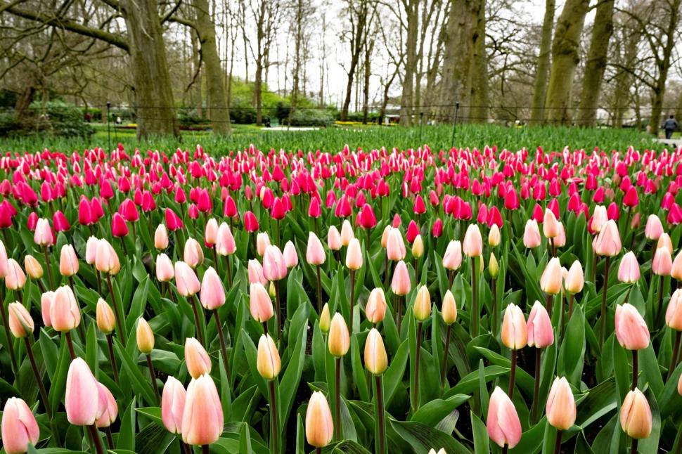Cea mai mare grădină de lalele din lume, deschisă la aniversarea a 75 de ani de existenţă. Imagini din Parcul Keukenhof cu milioane de flori 893164