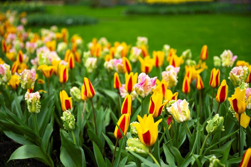 Cea mai mare grădină de lalele din lume, deschisă la aniversarea a 75 de ani de existenţă. Imagini din Parcul Keukenhof cu milioane de flori 893166