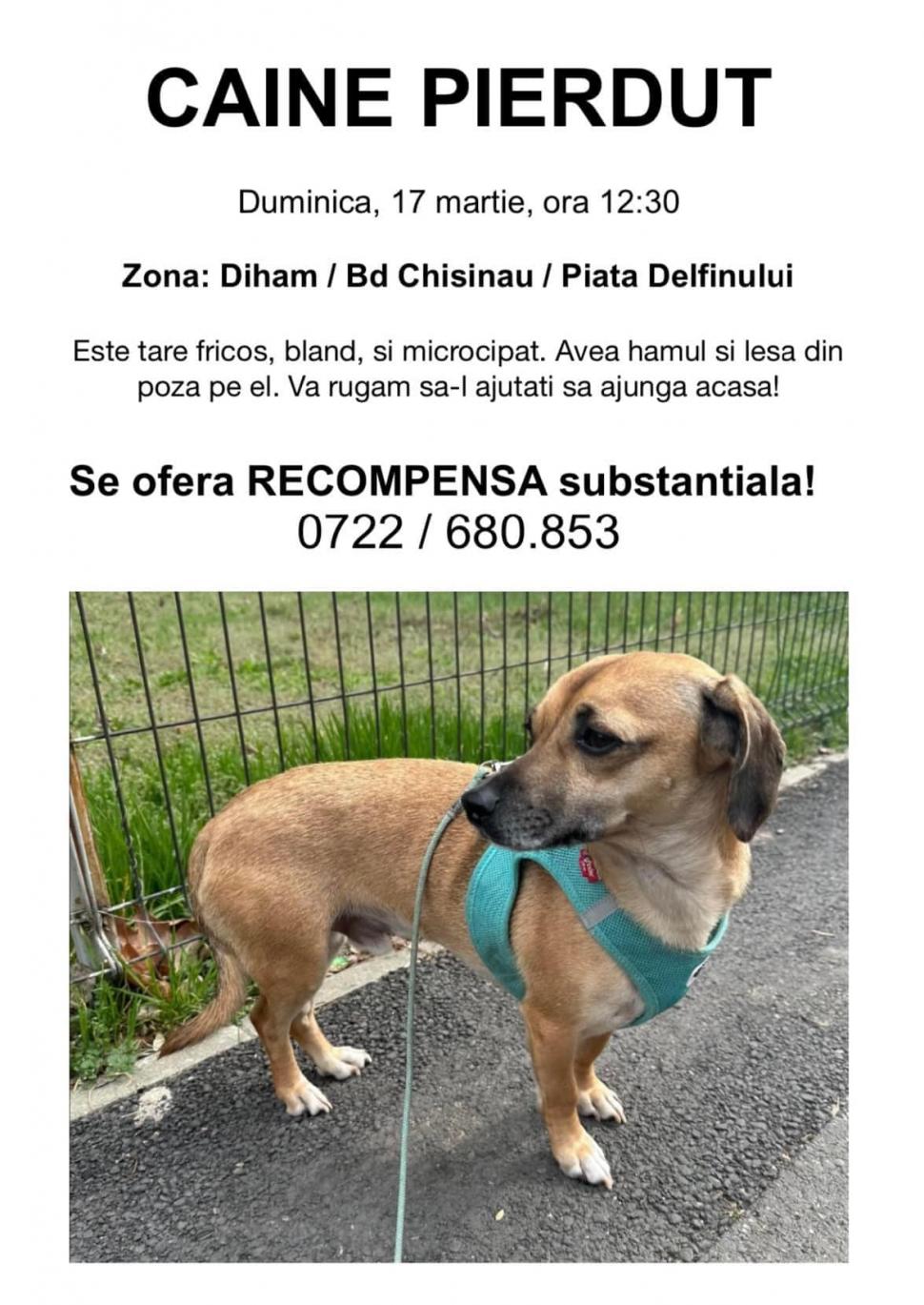 Sute de bucureșteni îl caută pe Patrocle, un cățel care anterior fusese abandonat în pădure și salvat de un om cu suflet  893195