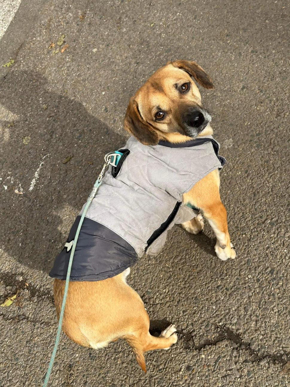 Sute de bucureșteni îl caută pe Patrocle, un cățel care anterior fusese abandonat în pădure și salvat de un om cu suflet  893196