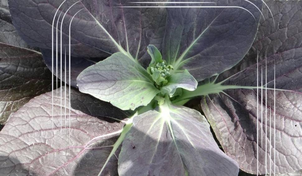 Soiul de "Salată picantă", vechi de mii de ani, "reînviat" în România, de o echipă de cercetători: "Face inima ceas elveţian” 893502