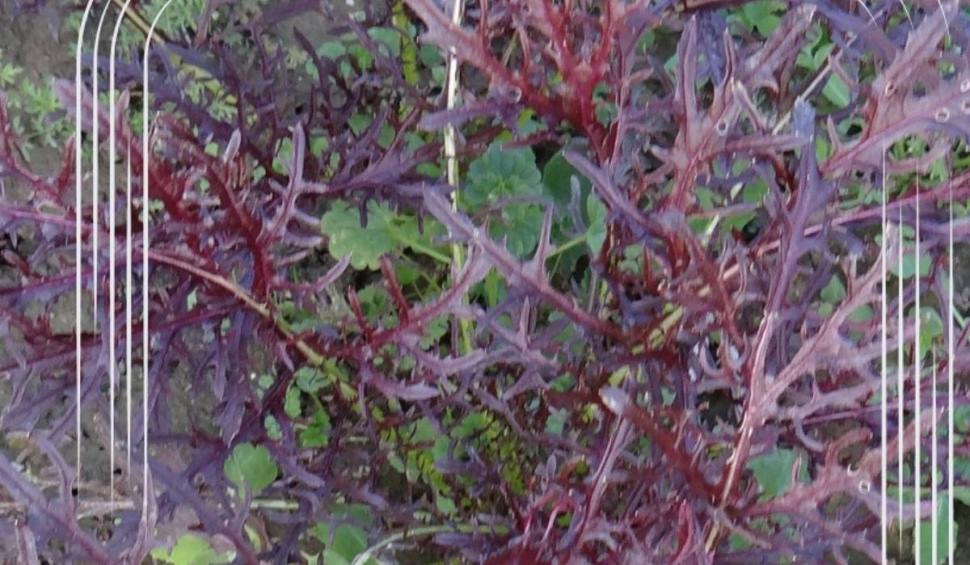 Soiul de "Salată picantă", vechi de mii de ani, "reînviat" în România, de o echipă de cercetători: "Face inima ceas elveţian” 893503