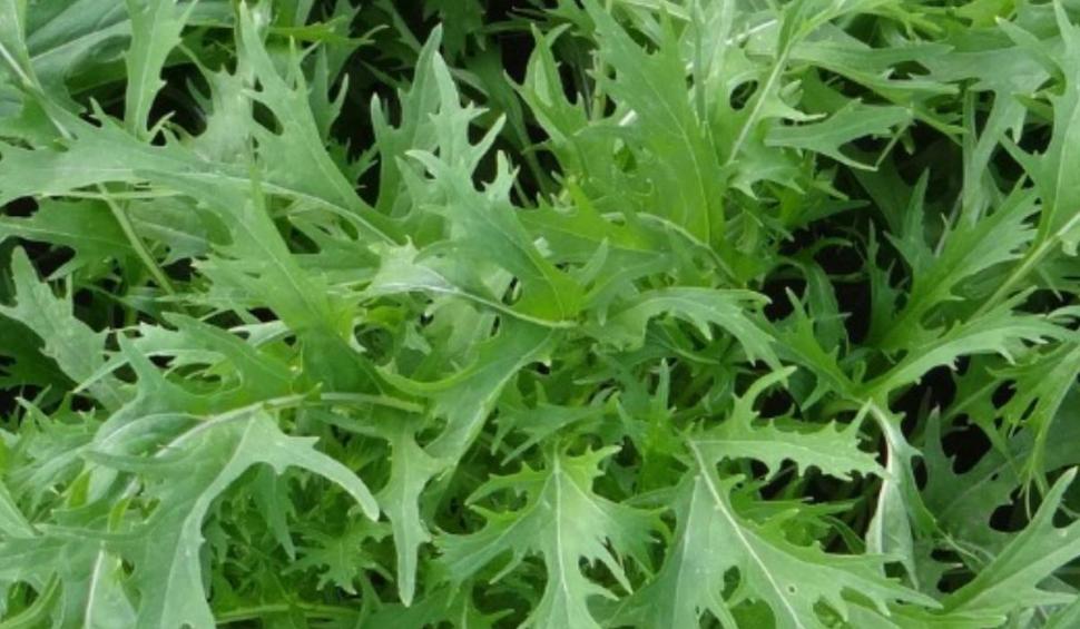 Soiul de "Salată picantă", vechi de mii de ani, "reînviat" în România, de o echipă de cercetători: "Face inima ceas elveţian” 893504