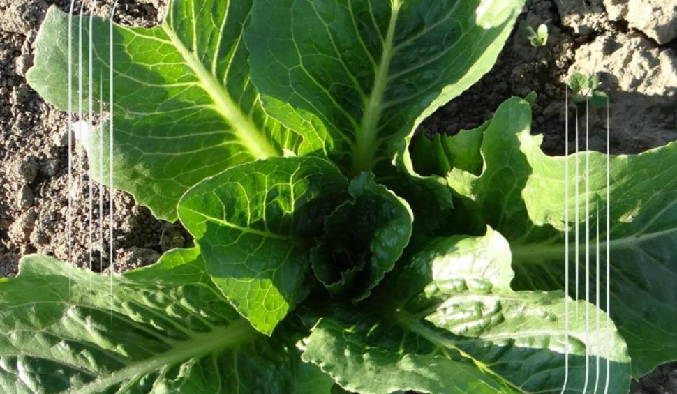 Soiul de "Salată picantă", vechi de mii de ani, "reînviat" în România, de o echipă de cercetători: "Face inima ceas elveţian” 893505