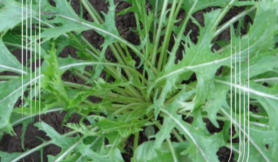 Soiul de "Salată picantă", vechi de mii de ani, "reînviat" în România, de o echipă de cercetători: "Face inima ceas elveţian” 893506