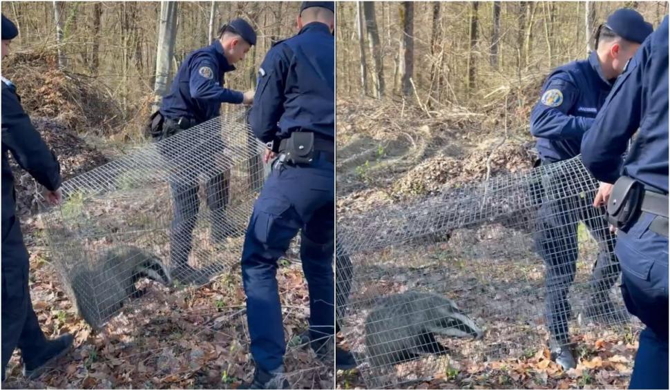 Intervenţie neobişnuită a jandarmilor, după ce un bursuc a fost observat în curtea unei şcoli din Zalău 893738