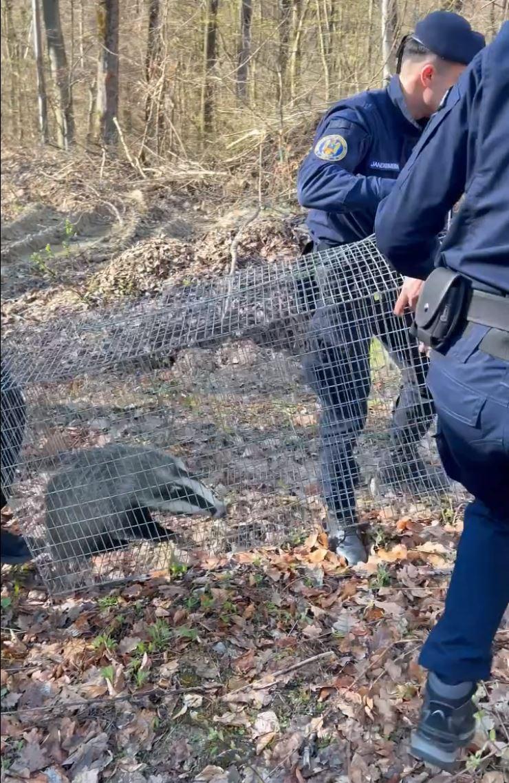 Intervenţie neobişnuită a jandarmilor, după ce un bursuc a fost observat în curtea unei şcoli din Zalău 893739