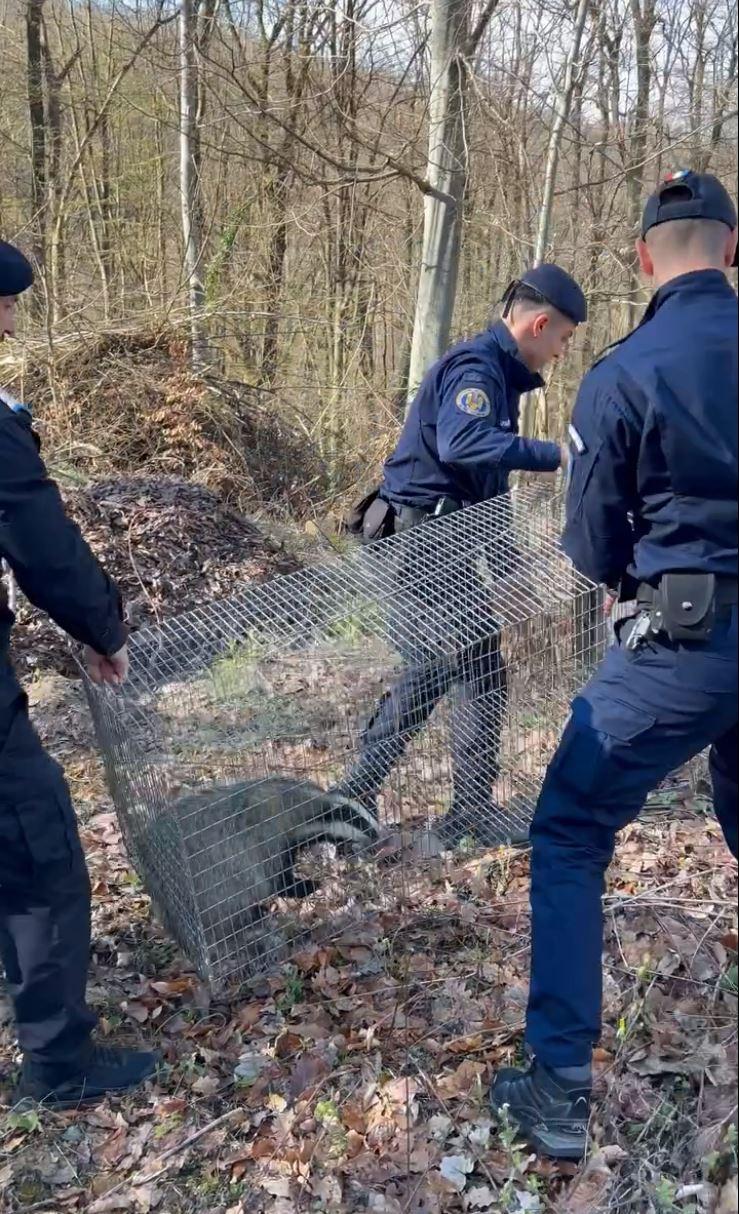 Intervenţie neobişnuită a jandarmilor, după ce un bursuc a fost observat în curtea unei şcoli din Zalău 893740