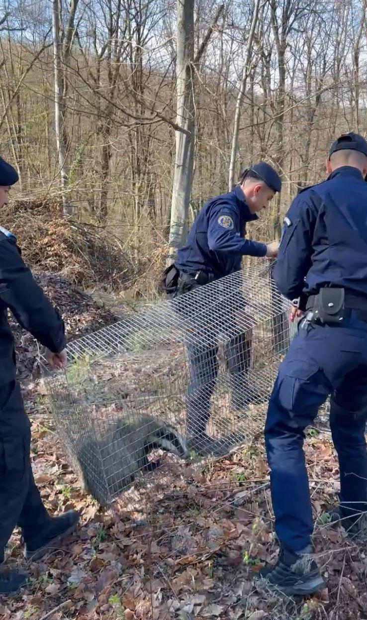 Intervenţie neobişnuită a jandarmilor, după ce un bursuc a fost observat în curtea unei şcoli din Zalău 893741