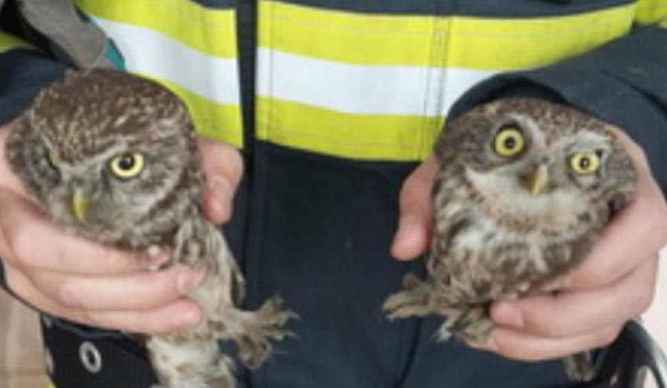 Doi pui de bufniţă, salvaţi de pompierii din Oradea după ce au rămas blocaţi într-un coş de fum 893618