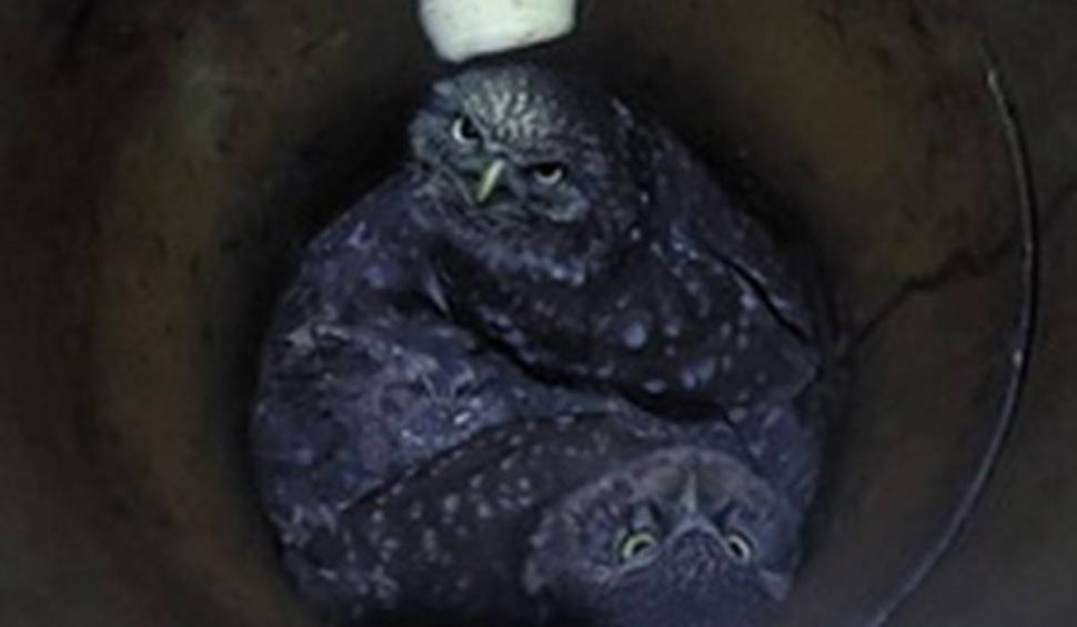 Doi pui de bufniţă, salvaţi de pompierii din Oradea după ce au rămas blocaţi într-un coş de fum 893619