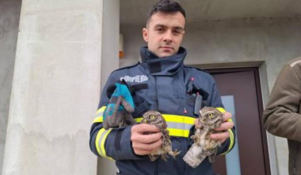 Doi pui de bufniţă, salvaţi de pompierii din Oradea după ce au rămas blocaţi într-un coş de fum