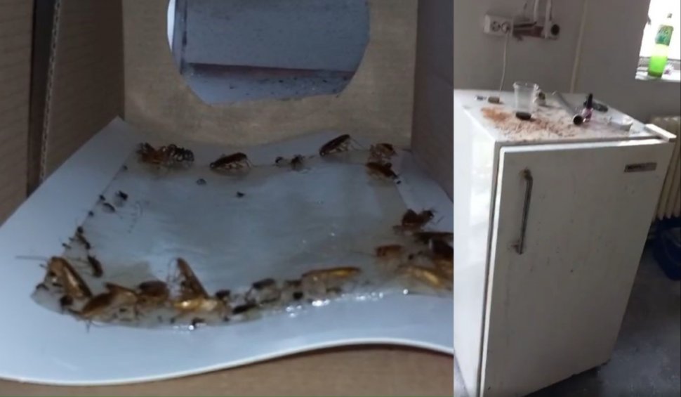 Șoareci și gândaci morţi găsiți în cantina unui liceu din Timişoara