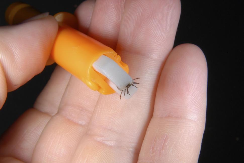 Cum se scoate corect o căpușă din piele. Metoda prin care poate fi îndepărtată în siguranță 893683