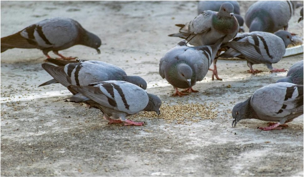 Hrănirea porumbeilor, o reală problemă | Boala transmisibilă la oameni pe care o răspândesc aceste păsări