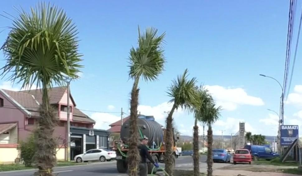 Comuna din România în care primarul a plantat palmieri pe marginea drumului: "Nu mi se pare aberant. Cetăţenii au tot ce le trebuie"  894409