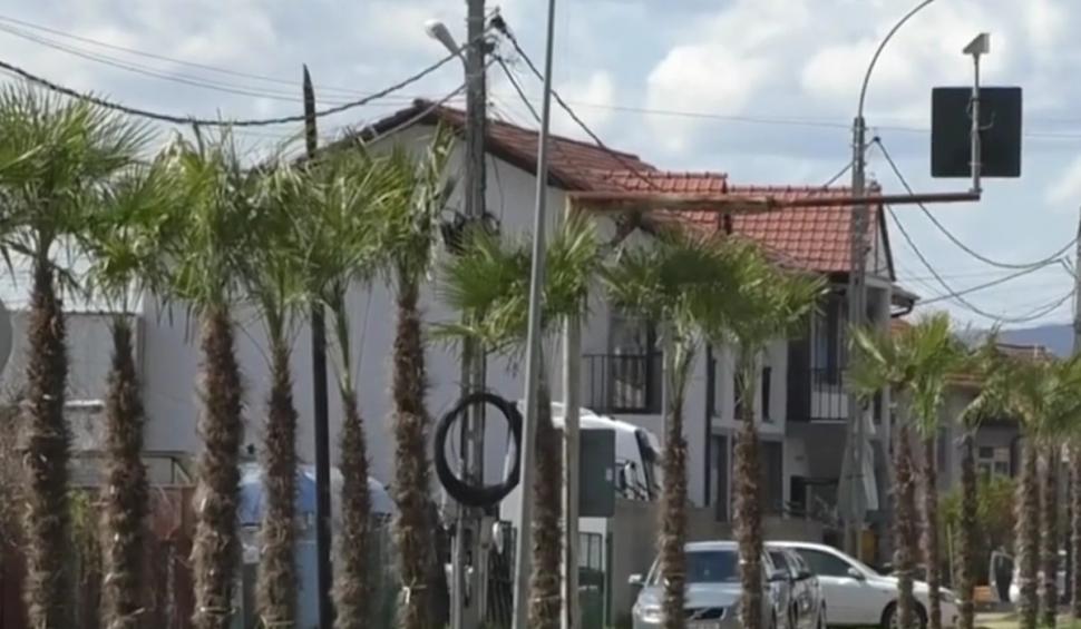 Comuna din România în care primarul a plantat palmieri pe marginea drumului: "Nu mi se pare aberant. Cetăţenii au tot ce le trebuie"  894410