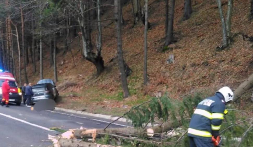 O familie cu cinci copii, la un pas de moarte după ce un copac a strivit mașina în care se afla 894506