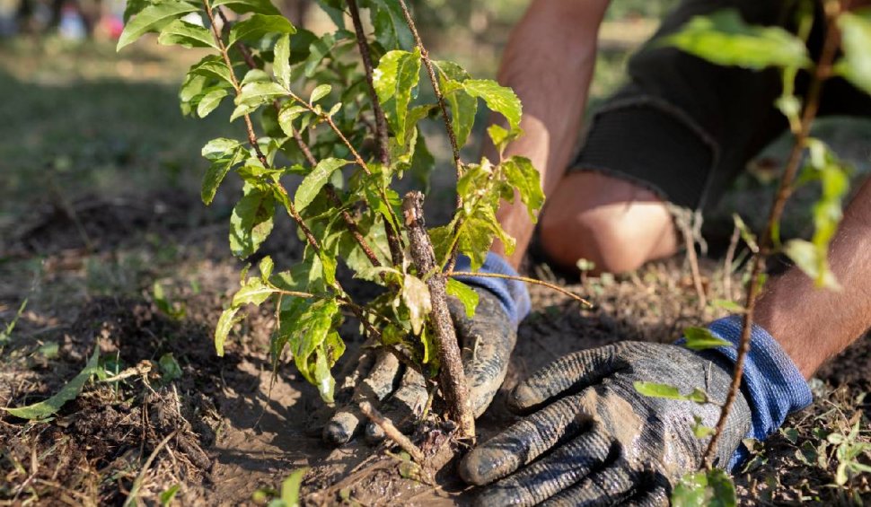 Planta în valoare de 10.000 de euro pe care toți românii o vor în grădina lor | Oamenii se reprofilează spre pomi exotici