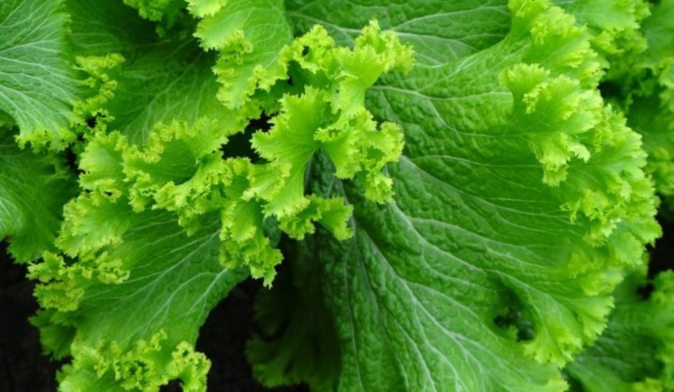 Verdeața de primăvară cu beneficii-minune pentru sănătate: Are gust picant și poate trata durerile de cap, artroza și chiar tumorile