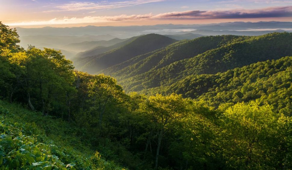 Motivul pentru care un grup de activiști de mediu cumpără suprafețe uriaşe de teren în România: "Este un proiect ambițios"