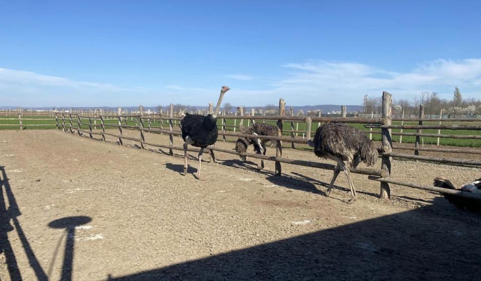 Afacerea cu care doi români au dat lovitura în Bacău: o bucată costă 80 de lei. "După doi ani, pot spune că este o afacere profitabilă" 895016